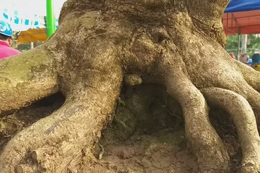 Ngắm "cụ mai" 100 tuổi ở Đồng Tháp