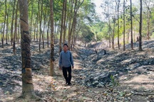 Điều tra vụ hơn 700 cây cao su, điều bị cháy bất thường