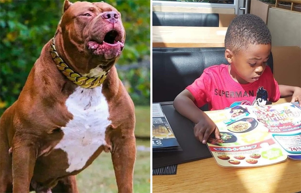 Nam Phi: Thầy cô đau xót khi nam sinh 8 tuổi bị chó pitbull cắn chết - 1 Nam Phi: Thầy cô đau xót khi nam sinh 8 tuổi bị chó pitbull cắn chết - 1
