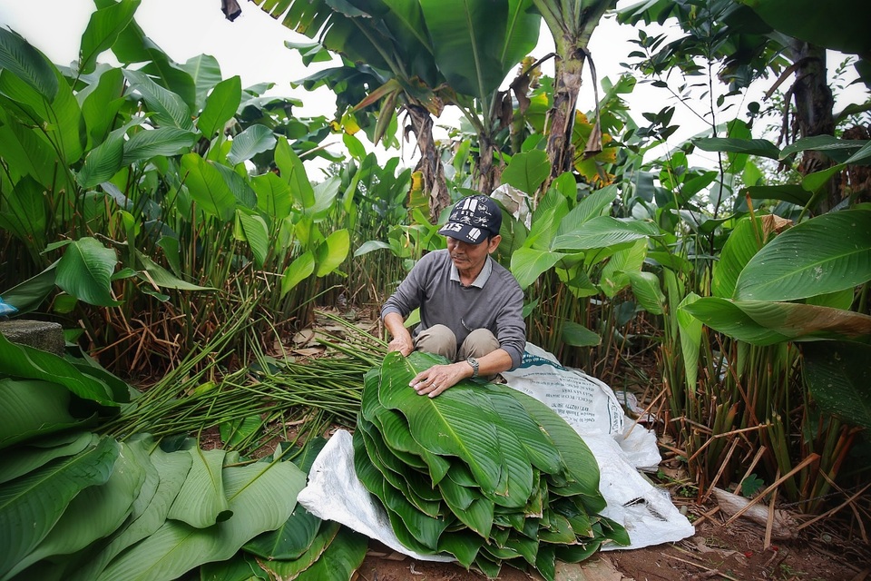 Lá dong Tràng Cát vào chính vụ, nông dân tất bật “hốt bạc” những ngày cận Tết - 2 Lá dong Tràng Cát vào chính vụ, nông dân tất bật “hốt bạc” những ngày cận Tết - 2