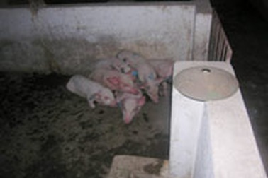 Hoang mang vì dịch bệnh mới ở lợn 