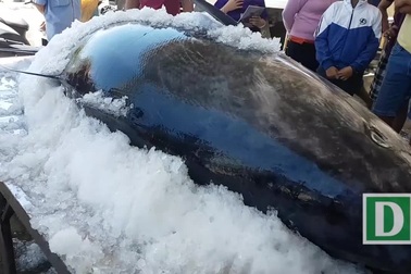 Ngư dân Phú Yên câu được 2 con cá ngừ vây xanh “siêu khủng” nặng gần 600 kg