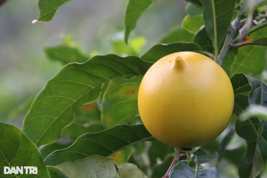 "Vỗ" vú sữa bằng tỏi ngâm rượu, nông dân trẻ thu trăm triệu mỗi năm