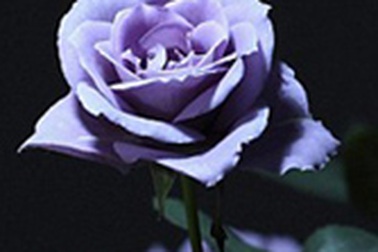 Hoa hồng xanh lần đầu ra mắt tại Tokyo