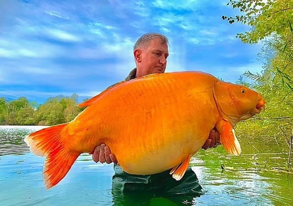 Cần thủ câu trúng cá chép nặng 30kg từng được thả xuống hồ cách đây 20 năm - 1 Cần thủ câu trúng cá chép nặng 30kg từng được thả xuống hồ cách đây 20 năm - 1
