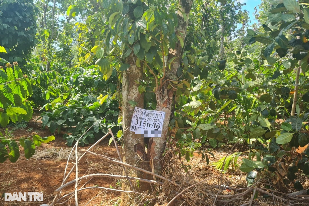 Sau bán đất người mất trắng thổ cư, kẻ trầy trật đòi sổ đỏ từ cò đất - 3 Sau bán đất người mất trắng thổ cư, kẻ trầy trật đòi sổ đỏ từ cò đất - 3