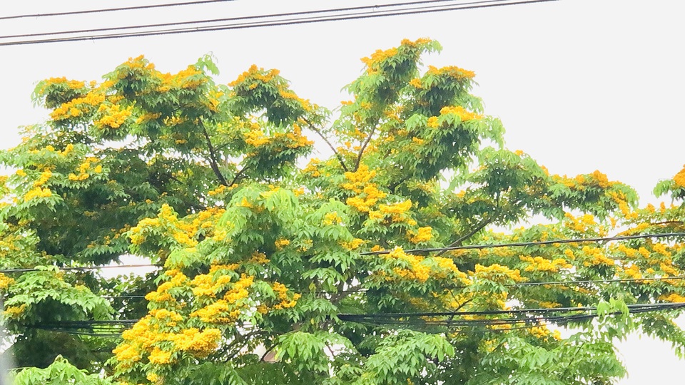 Mùa hoa Giáng Hương rực rỡ thành Vinh - 9 Mùa hoa Giáng Hương rực rỡ thành Vinh - 9