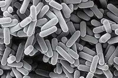 Lactobacillus rhamnosus: Vi khuẩn giúp phòng và trị nhiễm xạ