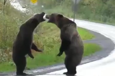 Cuộc đụng độ giữa 2 con gấu xám Bắc Mỹ ngay trên đường