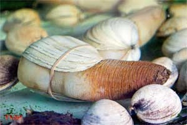 Ăn ốc vòi voi có bổ dương?