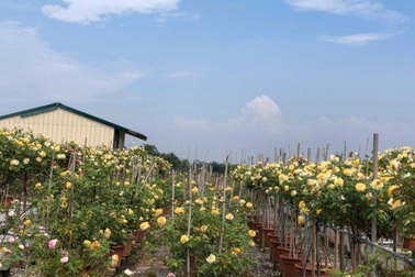 Vợ chồng thạc sĩ "bỏ phố về quê" làm trang trại hoa hồng ở Cao Bằng