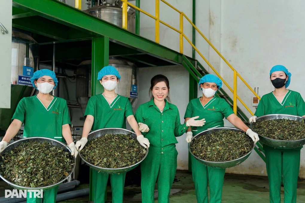 Người hái chè thuê thành nữ tỷ phú nhờ loài cây mọc ở triền đồi - 1 Người hái chè thuê thành nữ tỷ phú nhờ loài cây mọc ở triền đồi - 1