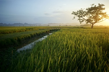 Mùa lúa chín vàng trên đồng ruộng thẳng cánh cò bay ở Hà Nội