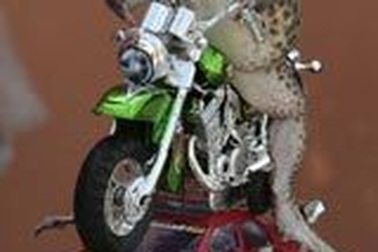 Chùm ảnh: Ếch biết làm xiếc