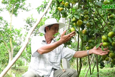 Lão nông với bí quyết giúp vườn quýt "chết đi sống lại", cho năng suất cao