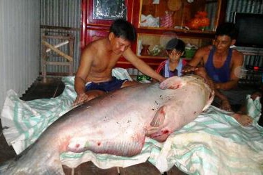 Bắt được cá tra dầu “khủng”, bán hơn 46 triệu đồng