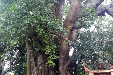 Khách thập phương đổ về chiêm ngưỡng cây đa - gạo kỳ lạ ở Vĩnh Phúc