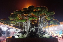 Choáng với cây sanh cổ được khách Nhật định giá hơn 20 triệu USD