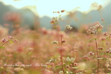 Vẻ đẹp cánh đồng tam giác mạch trước khi bị giẫm nát