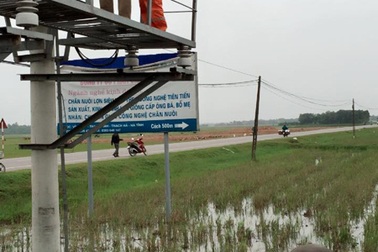 Người dân hoang mang khi trâu chết trên đồng vì điện giật