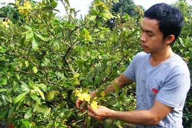 Đông Nam Bộ: Khóc vì mai nở sớm!