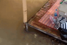 Thế giới động vật: Du khách kinh hãi vì rắn hổ chúa xuất hiện ở khu du lịch