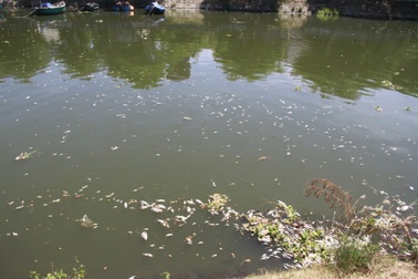 Cá chết nổi trắng sông Phú Lộc