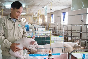 Bỏ biên chế nhà nước về nuôi lợn, mỗi năm thu hơn 1 triệu USD