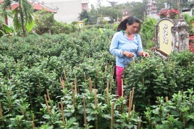 Khóc ròng với 1 vạn chậu cúc vàng "câm bặt" vì phun thuốc diệt rầy