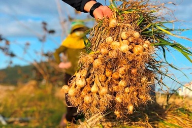 Thổn thức Lý Sơn