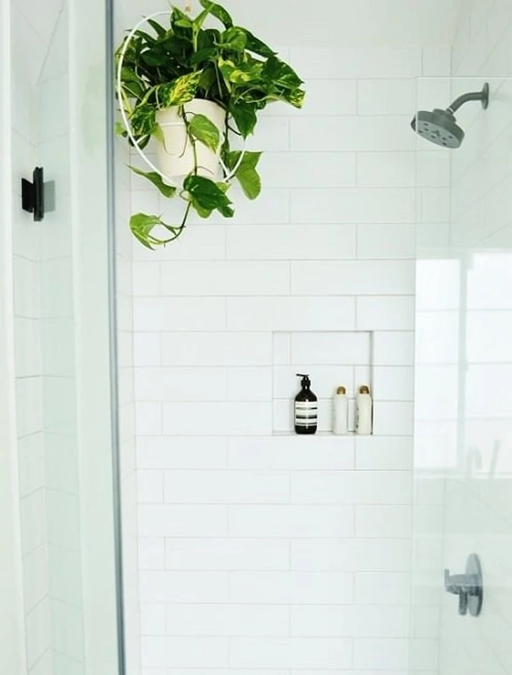 6 loại cây hút ẩm tốt thích hợp để trồng trong phòng tắm - 2 6 loại cây hút ẩm tốt thích hợp để trồng trong phòng tắm - 2