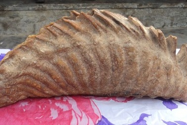 Phát hiện xương động vật hoá thạch lạ trong vườn nhà 