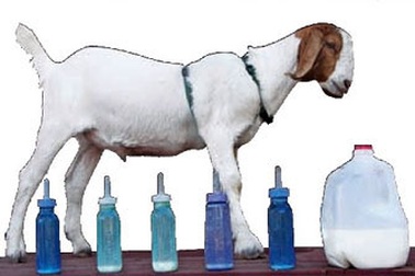 Sữa dê: Thực phẩm, thuốc chữa bệnh