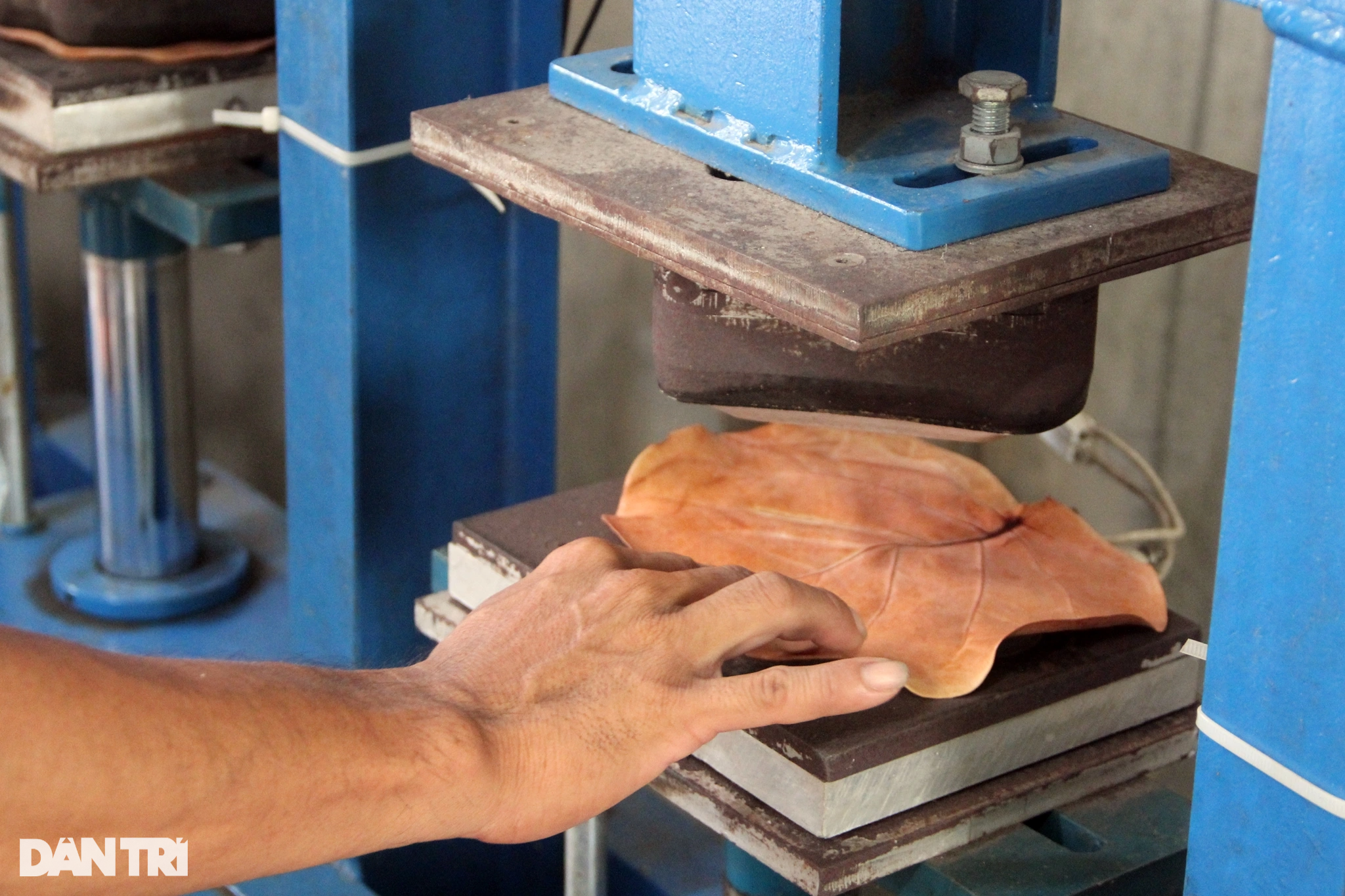 بیرون ملک برآمد شدہ ٹرا پتیوں سے اربوں کی آمدنی ہوتی ہے۔ Lá tra xuất ngoại mang về tiền tỷ - 8