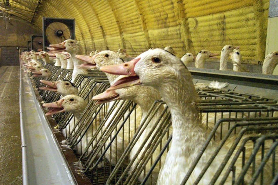 Bí mật tàn nhẫn phía sau những đặc sản đắt đỏ khắp thế giới - 3 Bí mật tàn nhẫn phía sau những đặc sản đắt đỏ khắp thế giới - 3