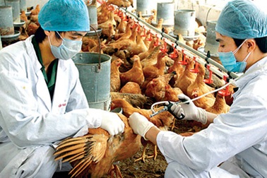 Phát động “Tháng vệ sinh, tiêu độc khử trùng môi trường”