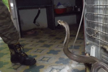 Hổ mang hung hãn, điên cuồng tấn công chuyên gia bắt rắn