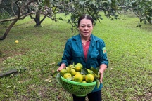 Nông dân có "thu nhập kép" nhờ cách làm sáng tạo