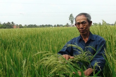 Vụ “lúa lạ” ở Long An: Lộ dấu hiệu dối trá