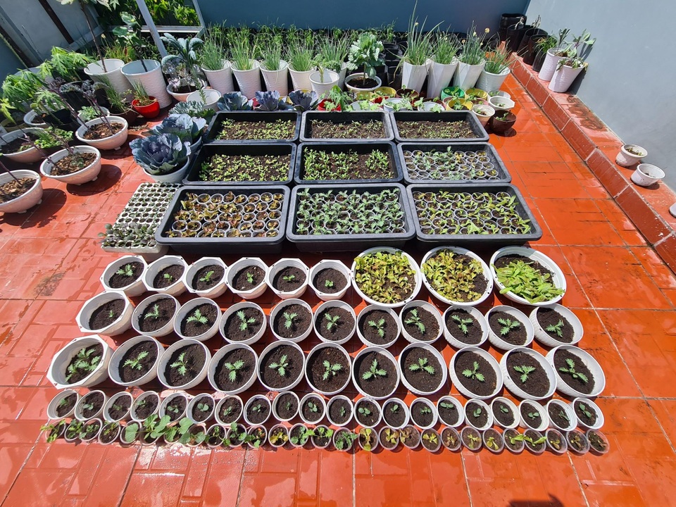 Trang trại rau 100m2 toàn giống lạ trên sân thượng của cô gái Bình Dương - 9 Trang trại rau 100m2 toàn giống lạ trên sân thượng của cô gái Bình Dương - 9
