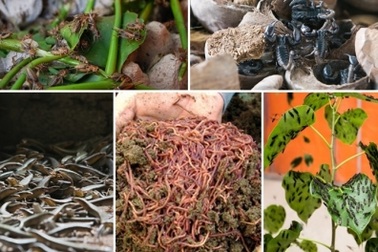 Nuôi loại con 'nghe đã ghê' mang lại nguồn thu 'khủng' không ngờ