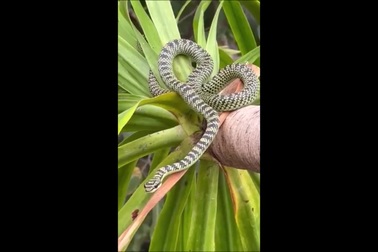 Một cá thể rắn cườm nằm trên cây cảnh ở tỉnh Quảng Nam