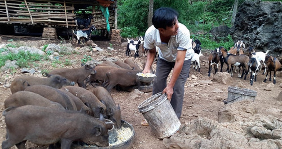 Giữa lúc giá lợn leo thang, nuôi lợn rừng bán 1 con lãi 1 chỉ vàng - 1 Giữa lúc giá lợn leo thang, nuôi lợn rừng bán 1 con lãi 1 chỉ vàng - 1