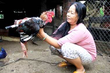 Quảng Nam: Gà Đông Tảo "cháy hàng" dịp Tết