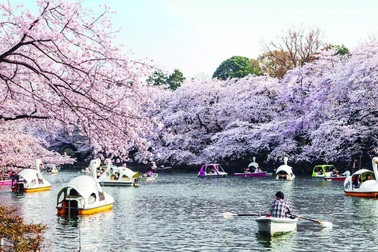 “Đi tour trước – rước tour sau” tại ngày hội hoa Anh đào