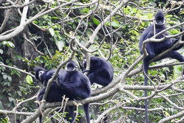 Khen thưởng cho người dân bảo vệ đàn Voọc gáy trắng quý hiếm
