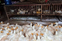 WHO: Vi rút cúm chết người biến đổi độc lực cao ở gia cầm