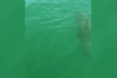 Cá mập bị cá lớn hơn "xơi tái"