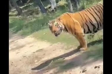 Kích thước to lớn của “hổ vương” tại Ấn Độ