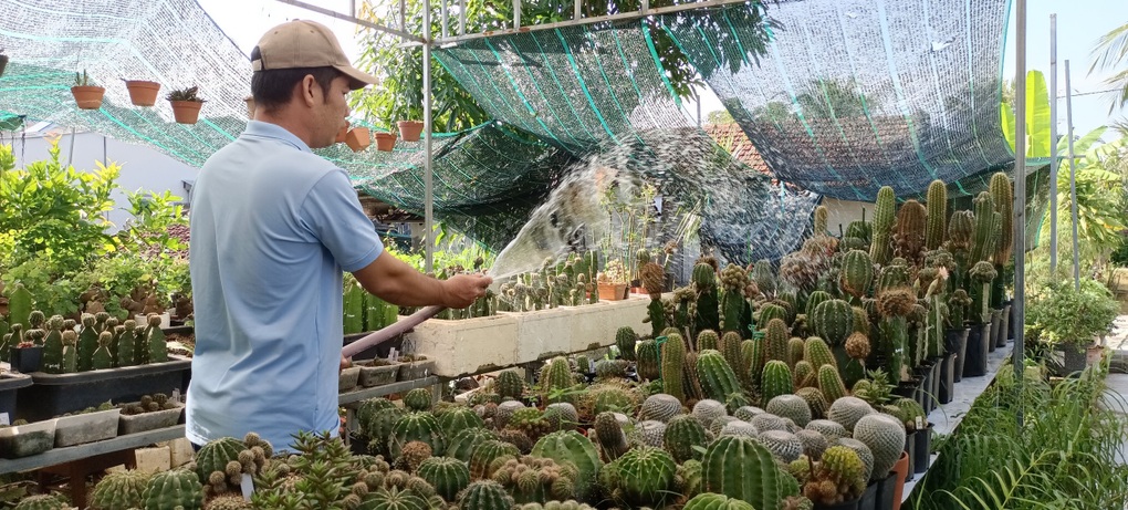 Khu vườn 3.000 gốc xương rồng độc lạ của ông bố ở Khánh Hòa - 9 Khu vườn 3.000 gốc xương rồng độc lạ của ông bố ở Khánh Hòa - 9